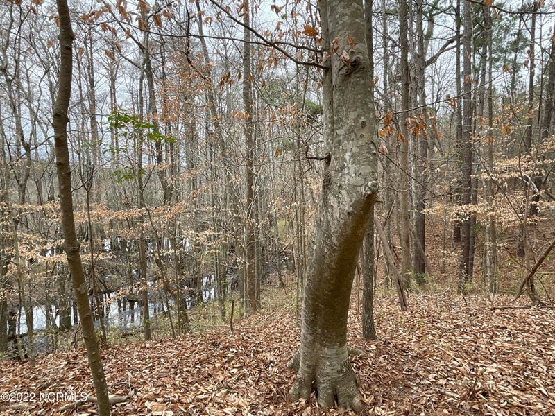 Timber, Hunting Land, Blounts Creek, Farm for Sale in North Carolina
