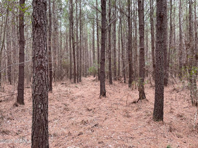 Timber / Hunting Land : Beaufort : Beaufort County : North Carolina