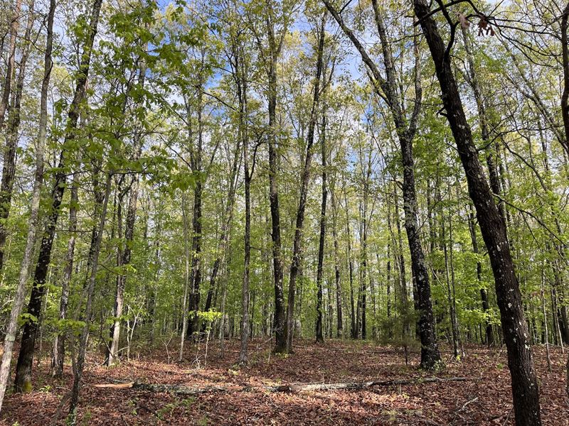 Land for Sale, Timber, Hunting : Drury : Douglas County : Missouri