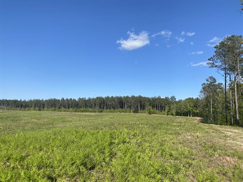 Land for Sale in Tn, 26+/- Acres : Bethel Springs : McNairy County : Tennessee