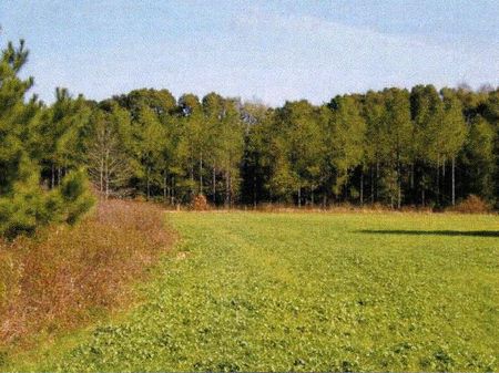 227+/- Acres : Waynesboro : Burke County : Georgia