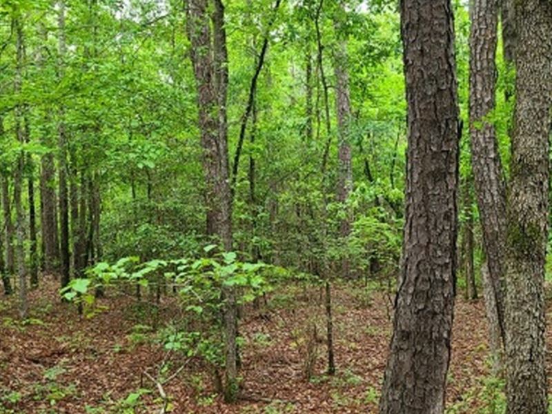 Smith Residential Lot : McIntyre : Wilkinson County : Georgia