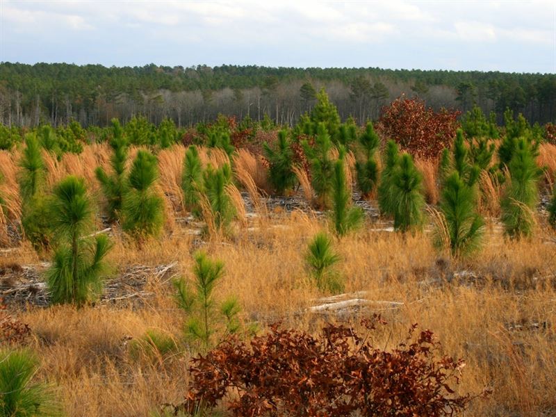 Melton Tract : Raeford : Hoke County : North Carolina