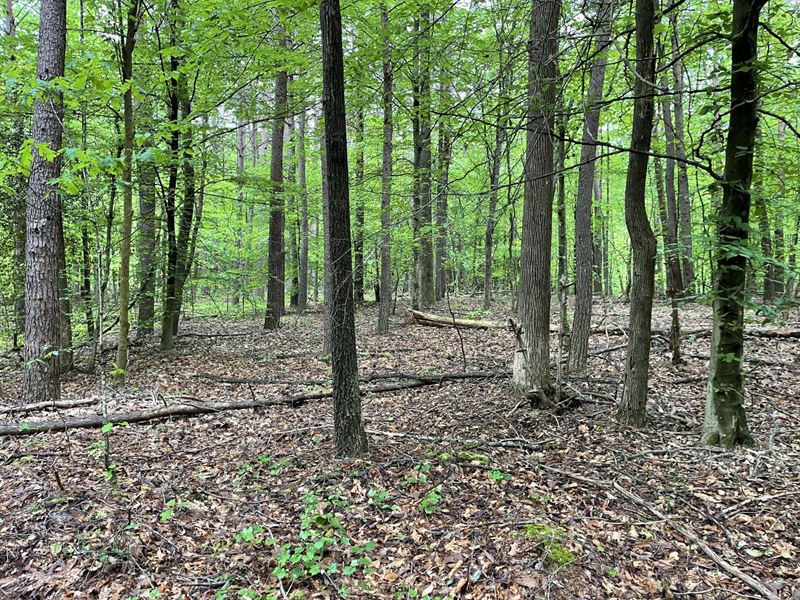 10 Acres, Hall County, GA : Gainesville : Hall County : Georgia