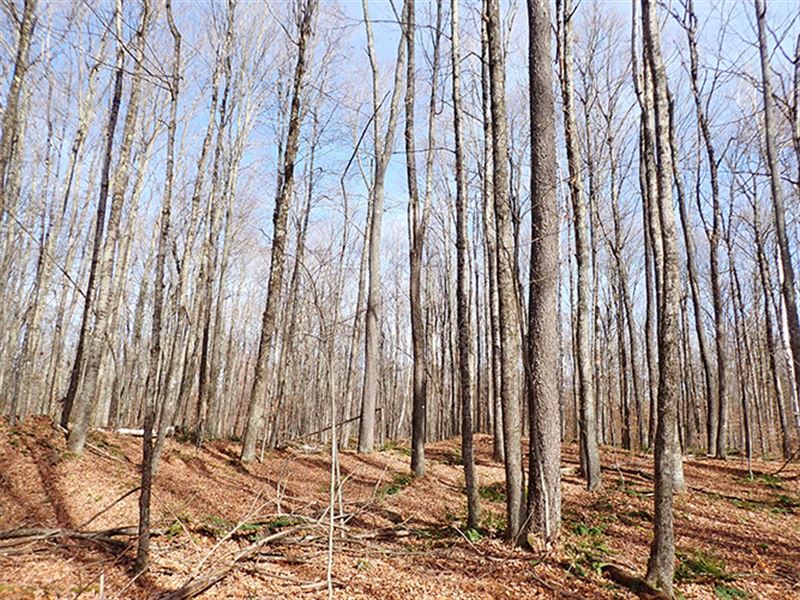 Freeman Brook Forest : Shrewsbury : Rutland County : Vermont