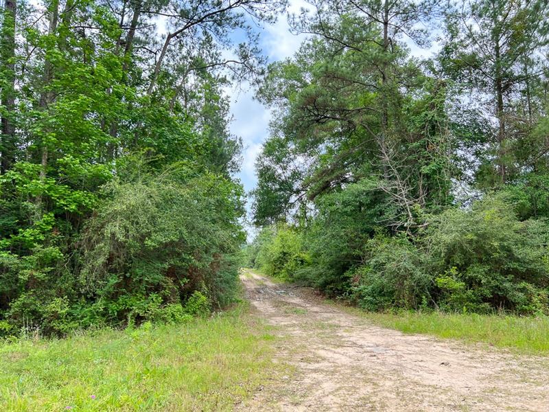 29 Acres, Old Arco Road A-10 : Silsbee : Hardin County : Texas
