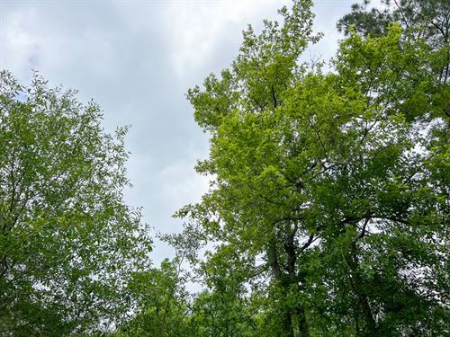 51 Acres, Cravens Camp Rd D-1 : Silsbee : Hardin County : Texas