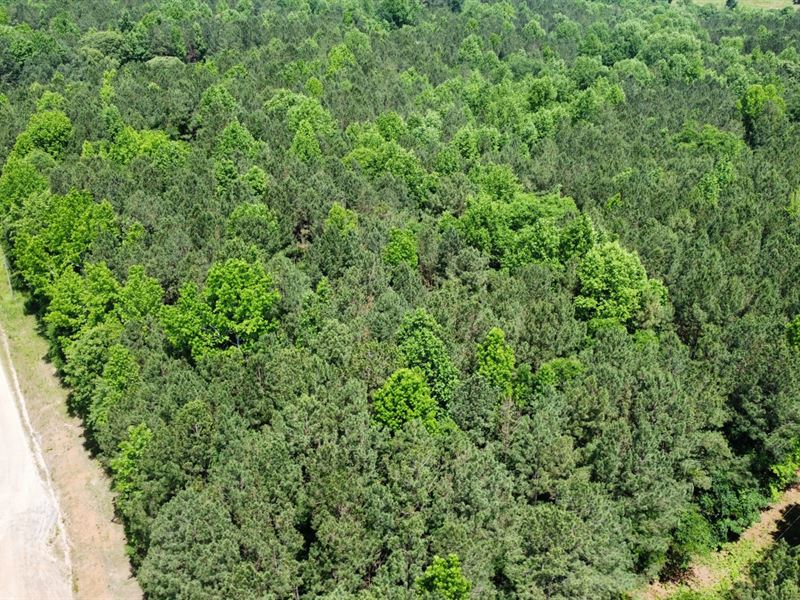 Tract 2, 22.5 Acres Woodland, AL : Woodland : Randolph County : Alabama