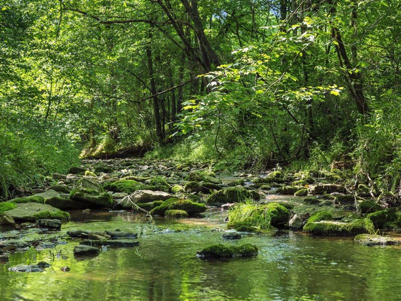 126.55 Surveyed Acres of Excellent : Whitleyville : Jackson County : Tennessee