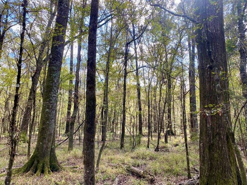 Turnkey 109 Acres for Sale in Clint : Clinton : East Feliciana Parish : Louisiana