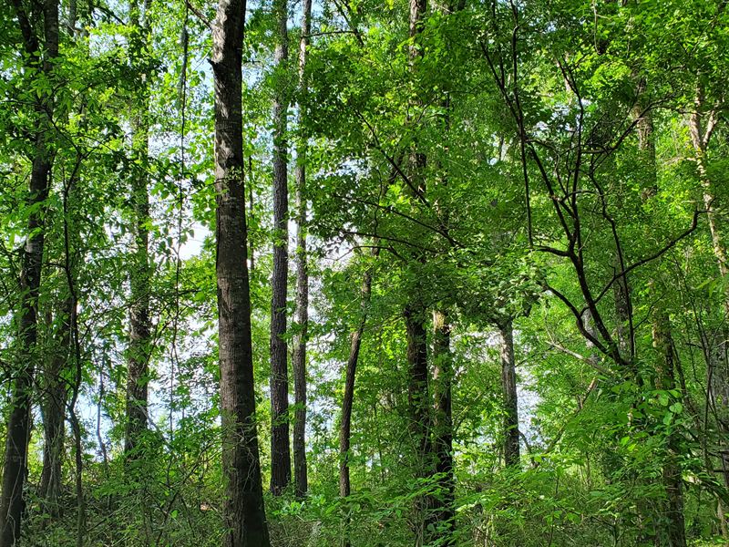 Teal Point Tract, Farm for Sale in 350159 FARMFLIP