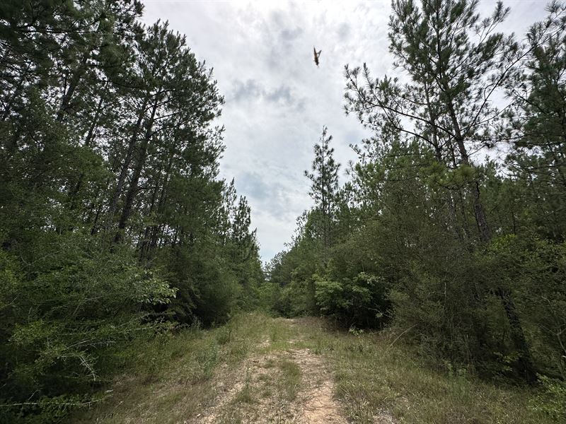 Pond Creek Tract : Leakesville : Greene County : Mississippi