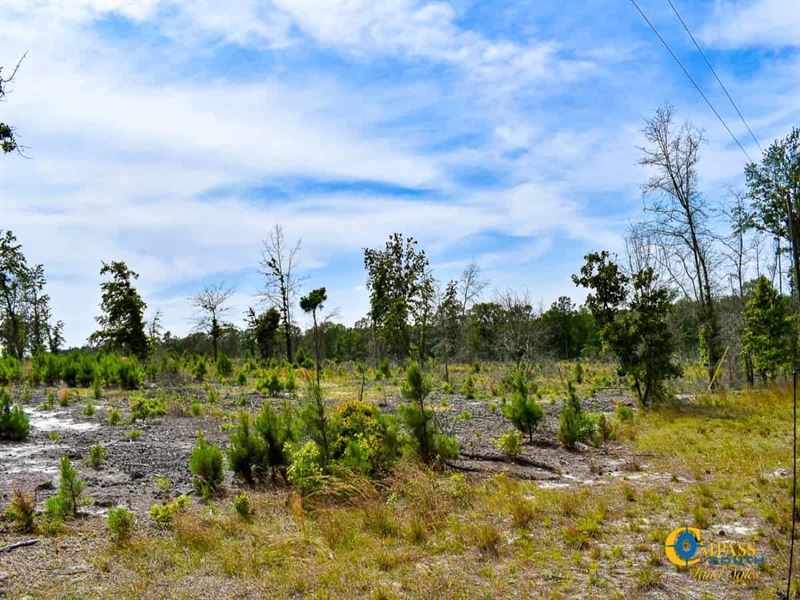 Black Creek Tract : Bethune : Kershaw County : South Carolina