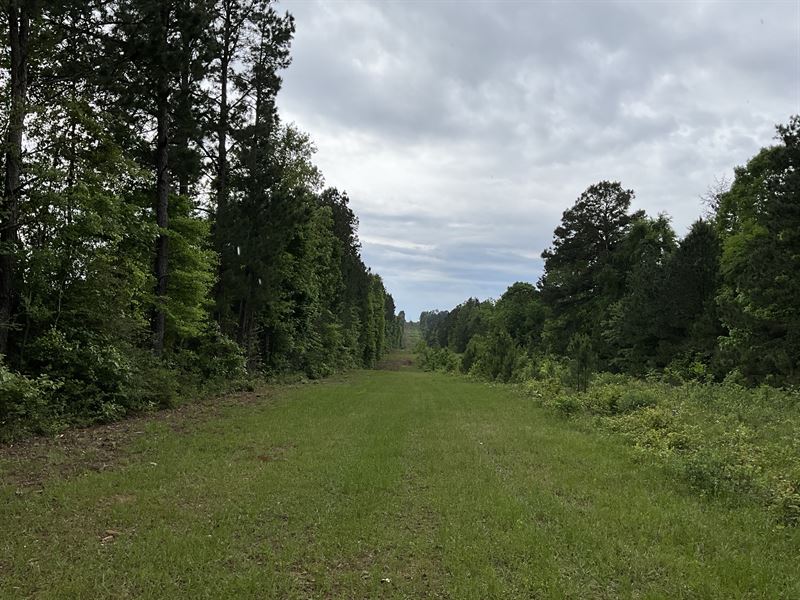 Totally Unrestricted 290 Acre Tract : Center : Shelby County : Texas