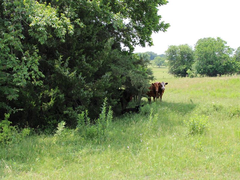 TX Ranch Recreational Land for Sale : Honey Grove : Fannin County : Texas