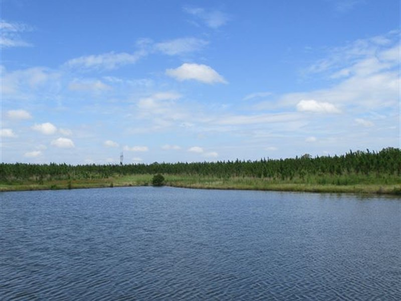 358 Acres in Toombs County : Vidalia : Bibb County : Georgia