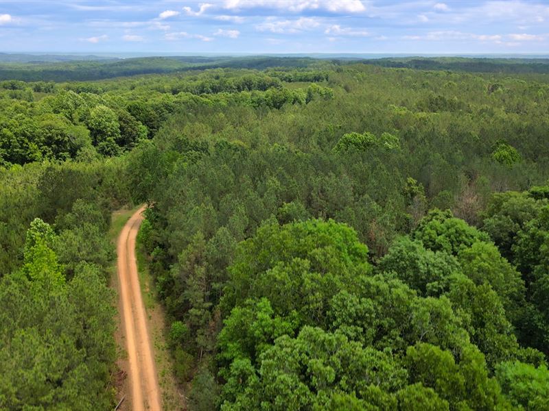 20 Wooded Acres Near Kentucky Lake : Big Sandy : Benton County : Tennessee