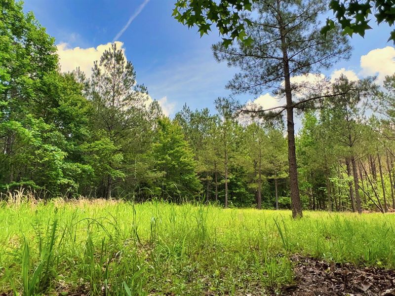 75 Wooded Acres Near Kentucky Lake : Big Sandy : Benton County : Tennessee