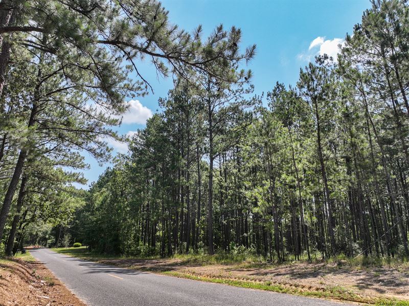 19.3 Acres in LA with Owner Finance : Kentwood : Tangipahoa Parish : Louisiana