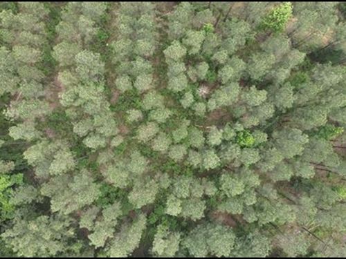 47.6 Acres in Attala County in Sall : Sallis : Attala County : Mississippi