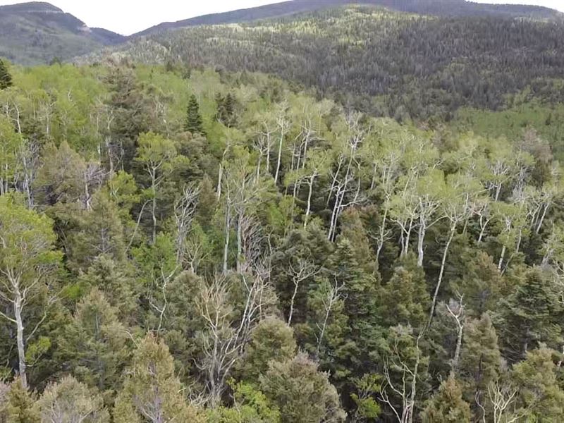 Rare Big Trees and 15 Acres : Fort Garland : Costilla County : Colorado