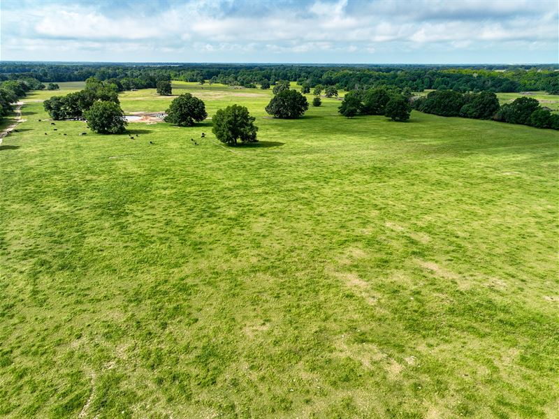 316 Ac Ranch, Red River County, TX : Detroit : Red River County : Texas