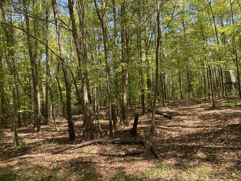 67.39 Acres on Hwy 17 : Siloam : Sumter County : Alabama