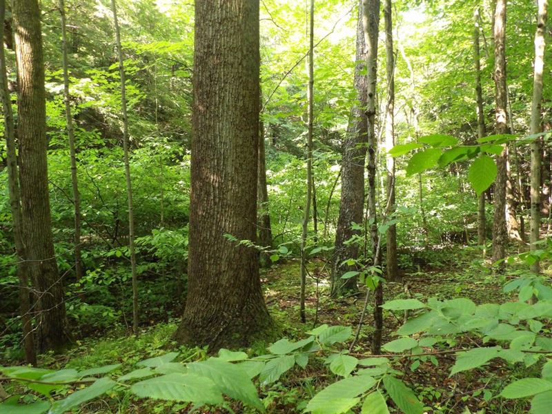Mike's Back Acres : Ripley : Chautauqua County : New York