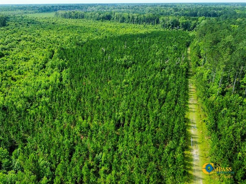 Cypress Southwest Tract : Ridgeville : Dorchester County : South Carolina