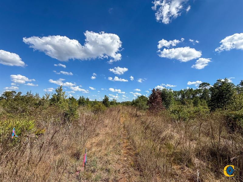 Williams Central Tract 3 : Du Pont : Clinch County : Georgia