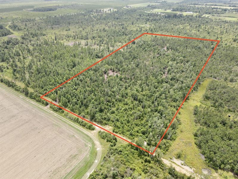 Bullhead Bay 20 Acres : Blountstown : Calhoun County : Florida