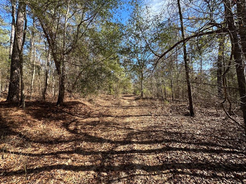 57.58 Acres Wooded : Hephzibah : Richmond County : Georgia
