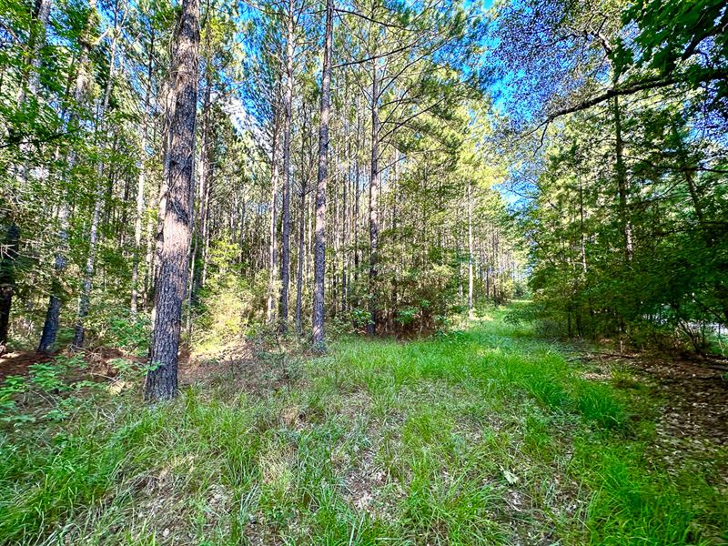 10 Acres, Howell Rd : Corrigan : Polk County : Texas