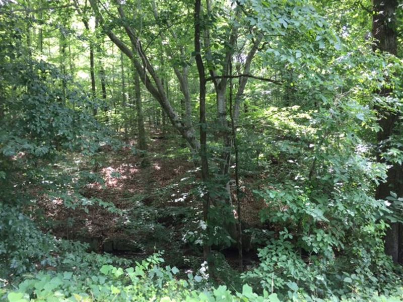 Majestic Hardwoods Pristine Streams : Barnesville : Lamar County : Georgia