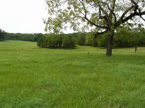 36.2 Acres : Union Springs : Bullock County : Alabama