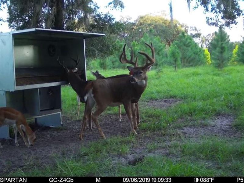 Gornto Springs Whitetails : Old Town : Dixie County : Florida