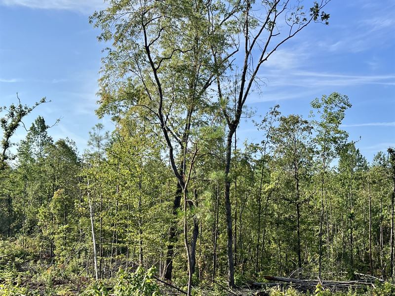 Equality 50 Acres : Equality : Coosa County : Alabama