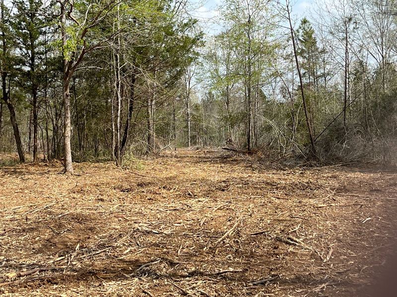 34.39 Acres for Your Piney Hideaway : Timpson : Shelby County : Texas