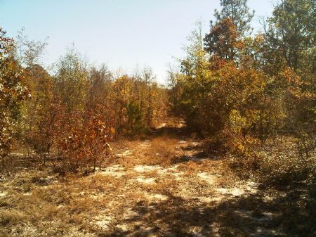 12.2 Acres Pelion : Pelion : Lexington County : South Carolina