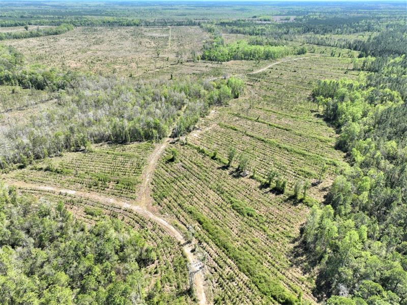 100 Ac River Road Tract in Charl : Folkston : Charlton County : Georgia