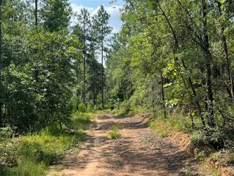 62 Acres in Wayne County in Waynesb : Waynesboro : Wayne County : Mississippi