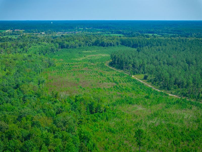Bucks 3, Timberland Investment : Conway : Horry County : South Carolina