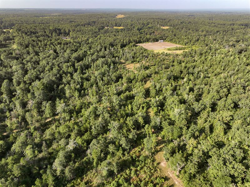 122 Acres Upper Leggett Road : Leggett : Polk County : Texas