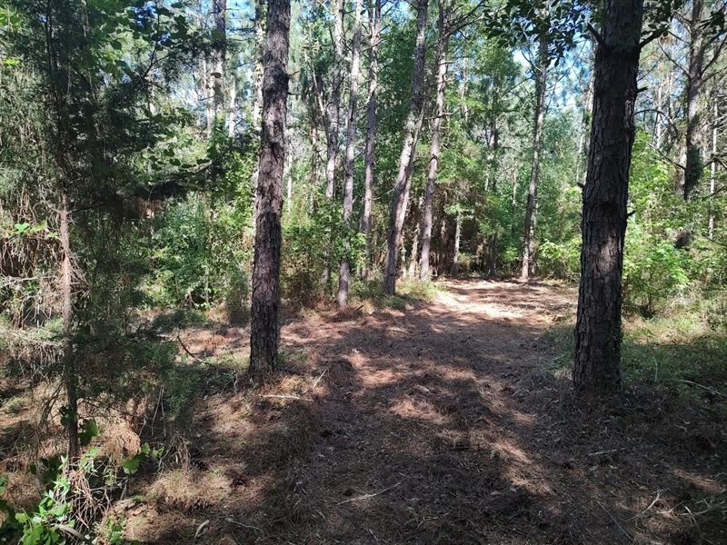 Muscadine Hill : Troy : Pike County : Alabama