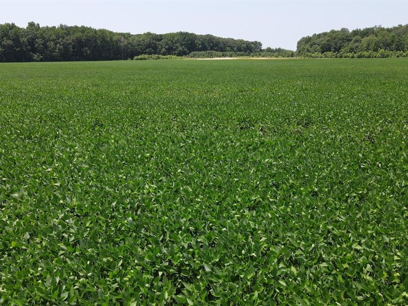 40 Acre Farm & Hunting Land : Bald Knob : White County : Arkansas