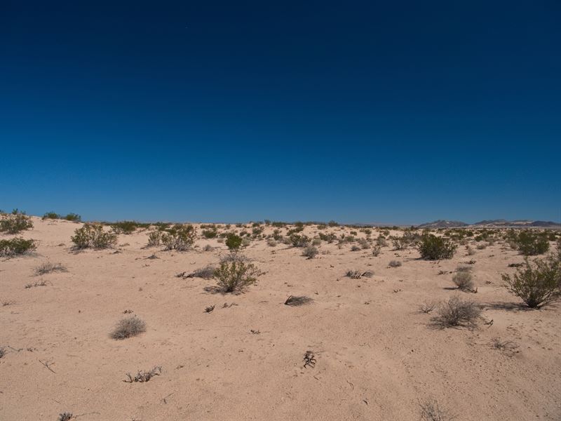 Let Your Dreams Flourish : Newberry Springs : San Bernardino County : California