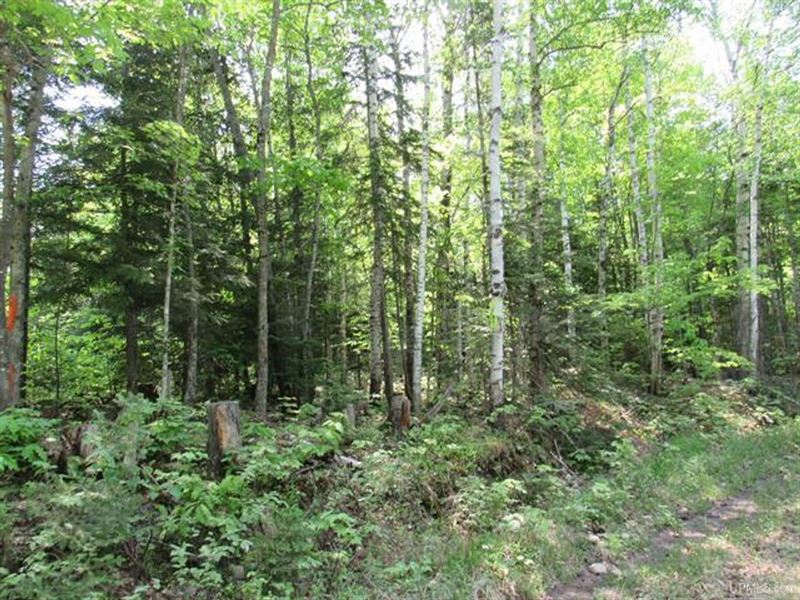 Remote Wooded 119 Acres : L'anse : Baraga County : Michigan