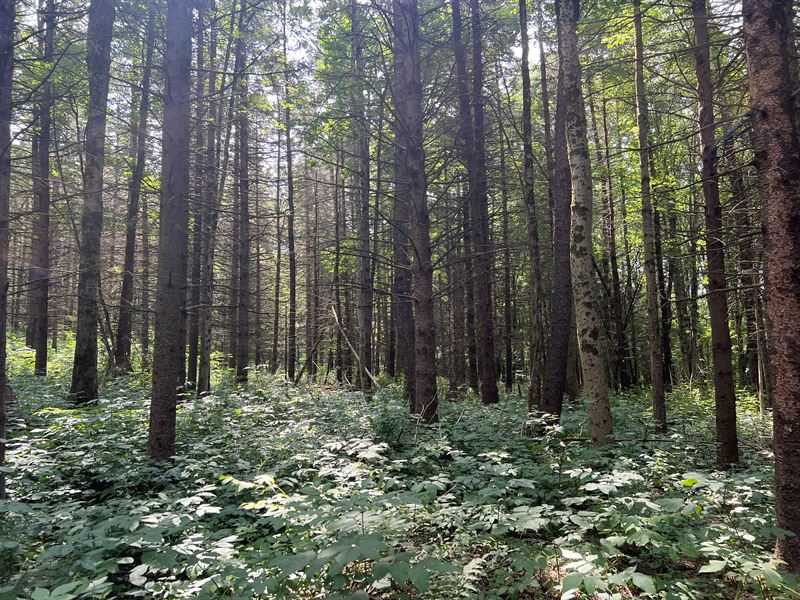 Borders Southern Tier State Forest : Pharsalia : Chenango County : New York
