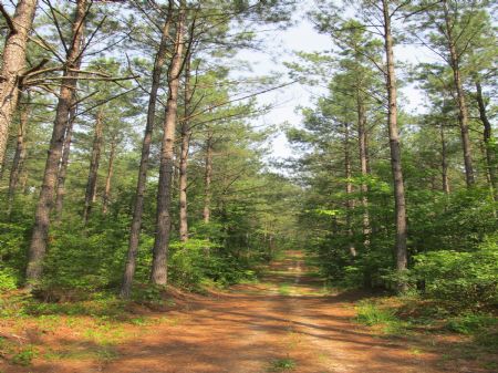 290 Acres Timberland : Emporia : Greensville County : Virginia