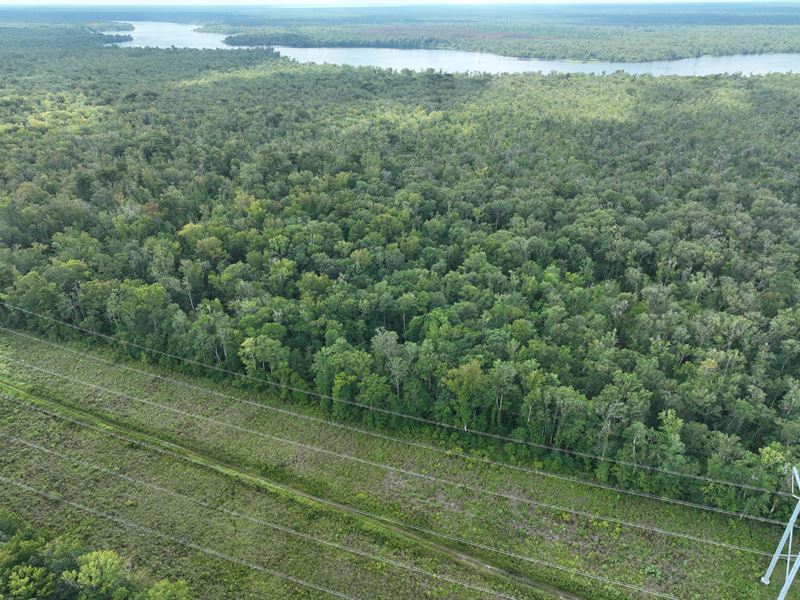 St Johns River Wetlands : Palatka : Putnam County : Florida